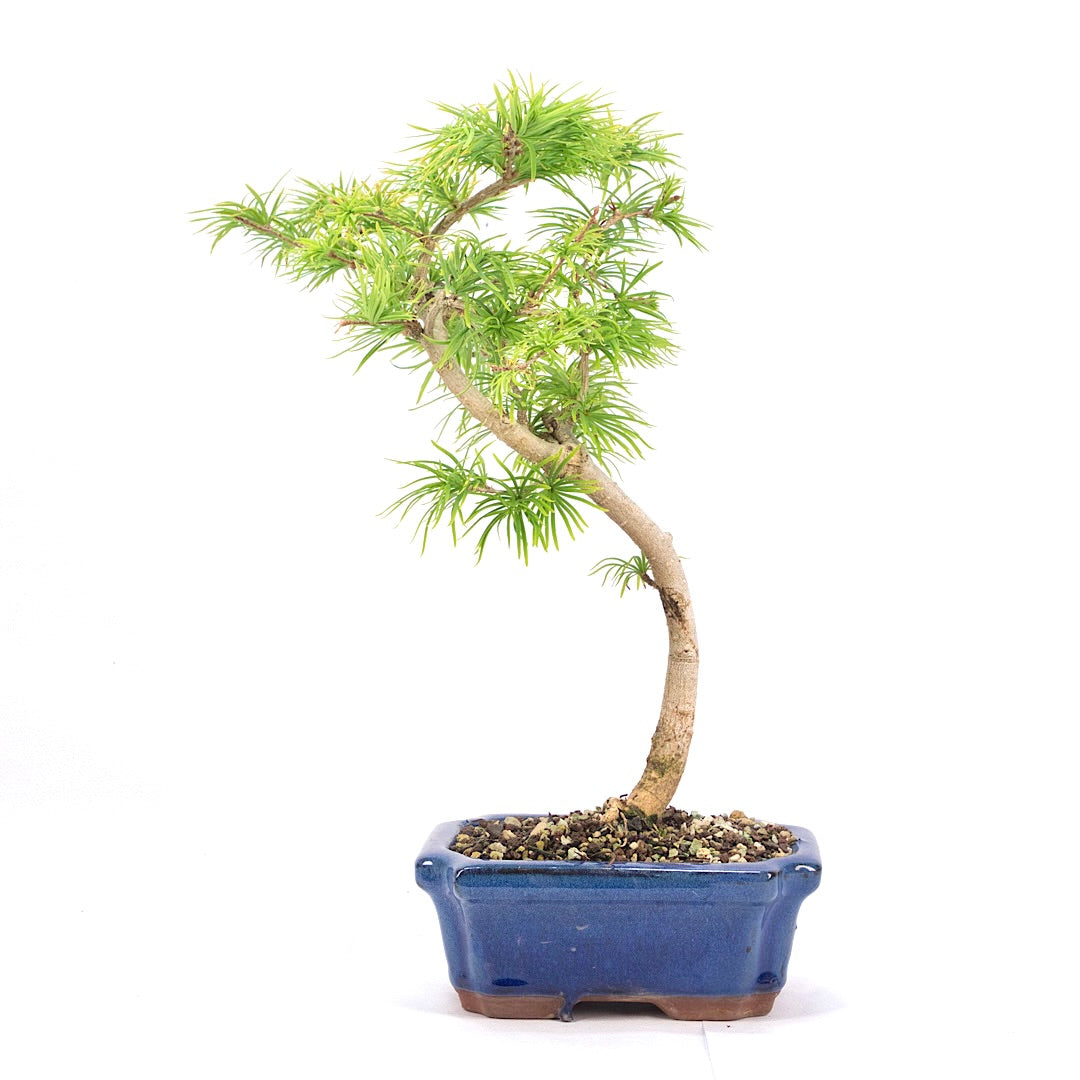Goldlärche 'Pseudolarix amabilis'